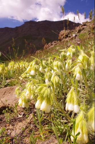 Onosma bracteatum